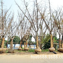 基地出售银杏 银杏树 18-20公分银杏树 园林绿化苗木 批发供应