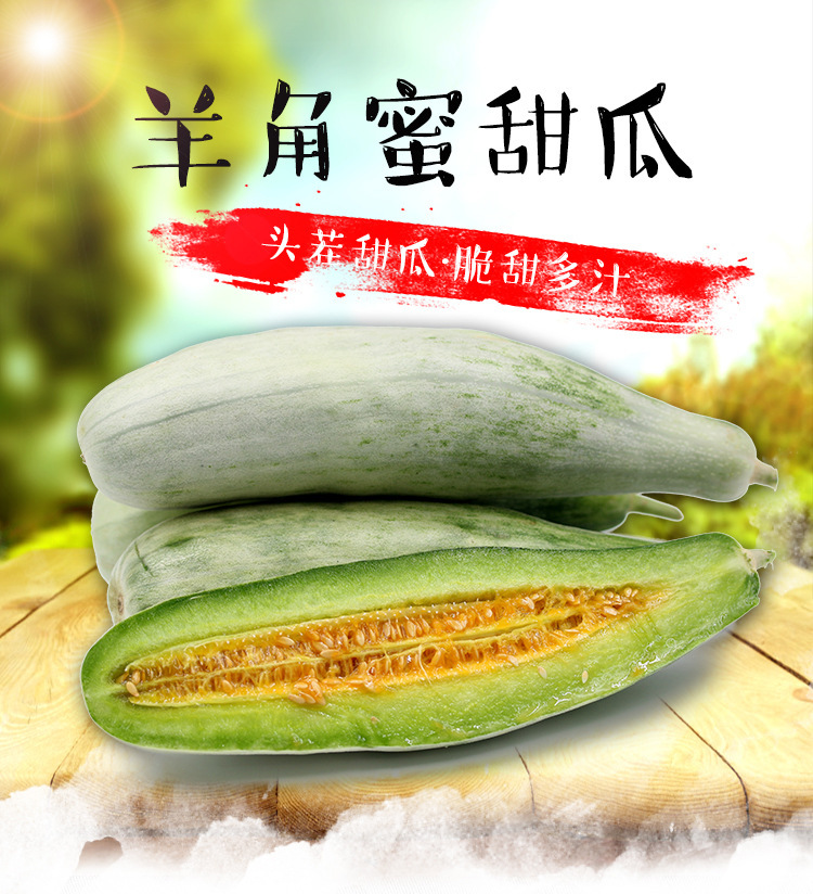 博洋61号羊角蜜甜瓜/博洋9