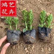 园林花叶芦竹水生植物池塘河道湿地公园公路绿化造景水培花卉芦苇