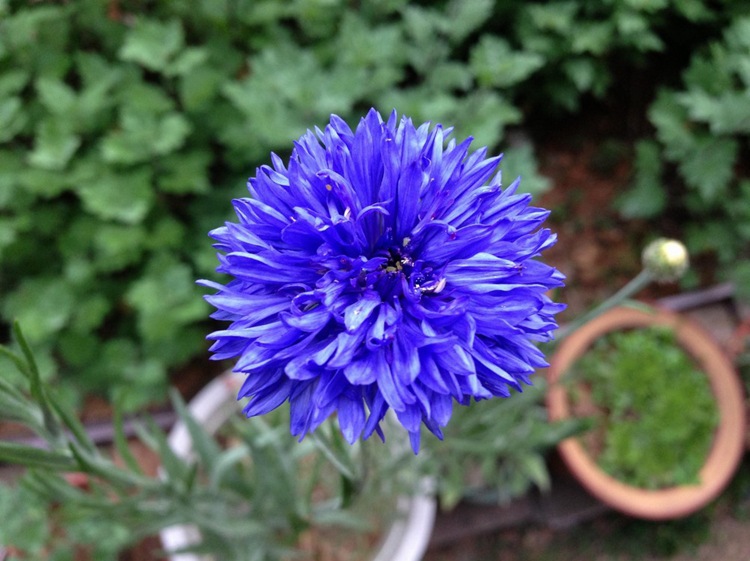 盆栽花卉香矢车菊种子 花草种子香草繁育基地直销
