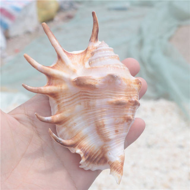 10-12厘米小七角贝 鱼缸造景 地中海天然贝壳海螺批发 地摊货源