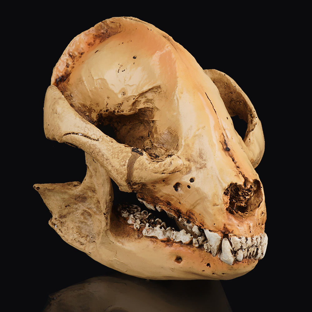 动物骷髅头小熊猫骷颅头动物园头骨模型展示树脂工艺品万圣节道具