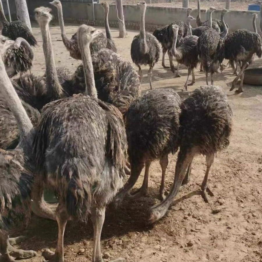 出售鸵鸟活体幼苗幼崽 非洲大体种鸵鸟 脱温下蛋繁殖