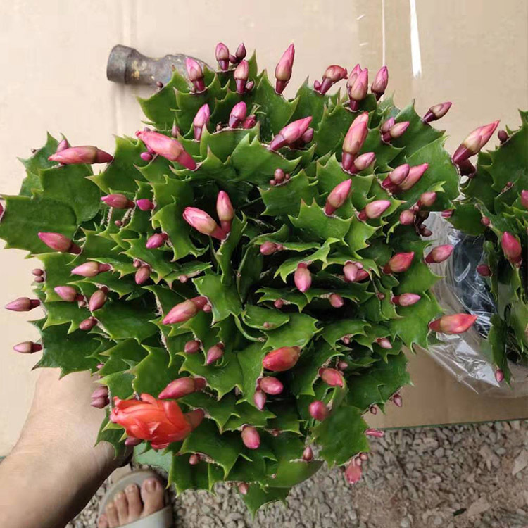 蟹爪兰花苗盆栽多肉植物办室内桌面花卉绿植批发