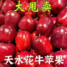 【超低价】天水花牛苹果10斤应季新鲜水果红蛇果批发整箱价3斤5斤
