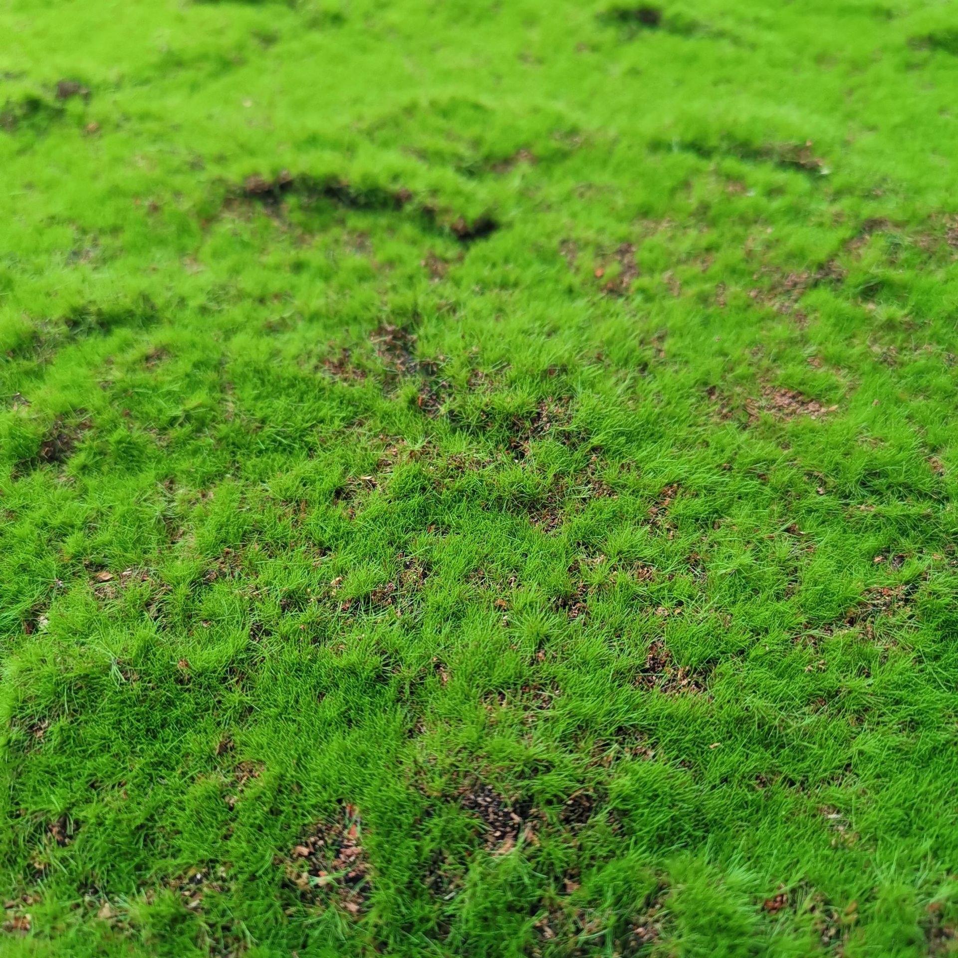 仿真青苔沙盘模型草皮微景观苔藓橱窗产品打底草坪微人工草皮装饰