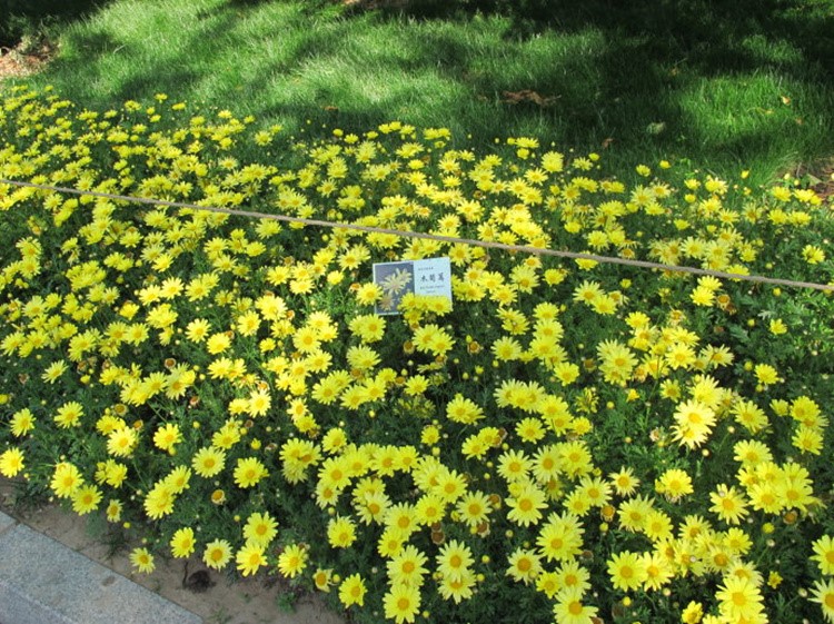 茼蒿菊种子木茼蒿多年生宿根花种子木春菊种子景观花海易种包邮