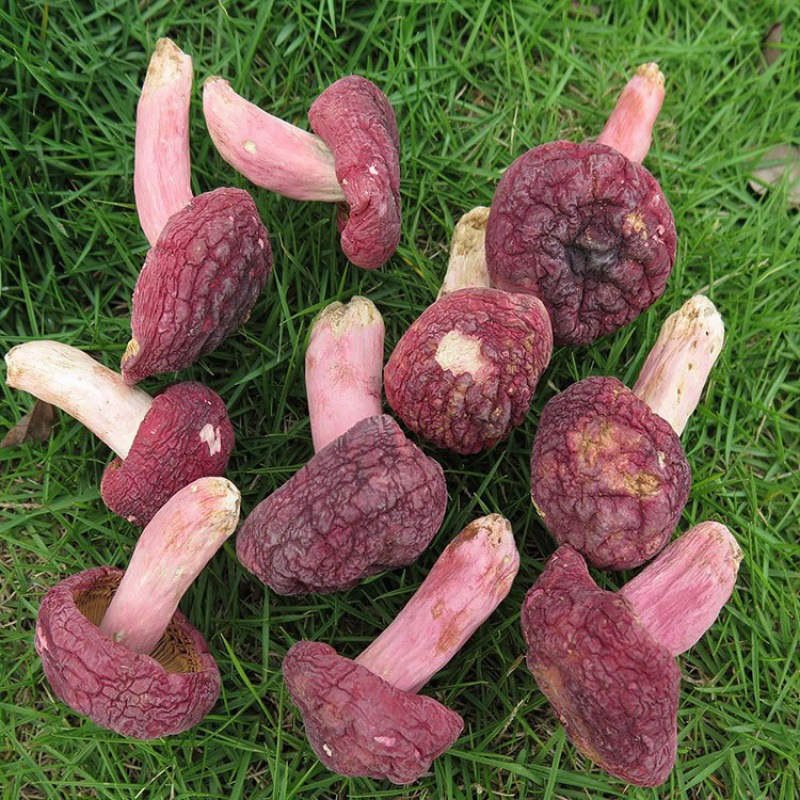 世界长寿之乡-广西浦北特产红椎菌 野生红菇正宗红蘑菇pk福建红菇