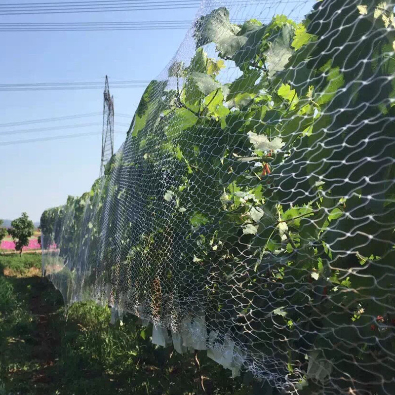 防鸟网 透明尼龙 防鸟网 泥鳅天网防鸟网葡萄果园果树 樱桃鱼塘