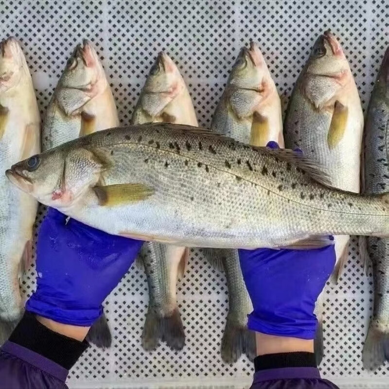 十里馋海鲈鱼新鲜冰鲜冷冻海鲜水产鲜活海捕速冻海鱼七星鲈鱼顺丰-阿