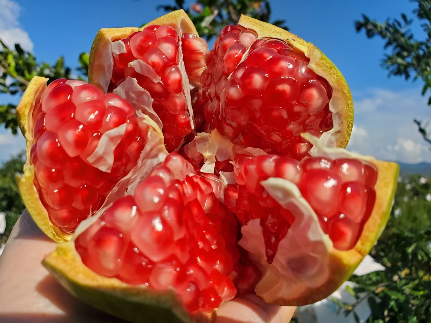 新鲜突尼斯石榴软籽红石榴甜石榴 当季鲜鲜水果-阿里巴巴