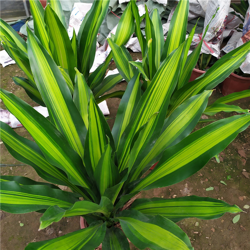 批发金心也门铁 巴西铁办公室盆栽花卉观叶植物室内盆栽