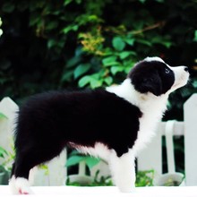 纯种边境牧羊犬幼犬活体 双血统三通七白黑白陨石红色边牧宠物狗