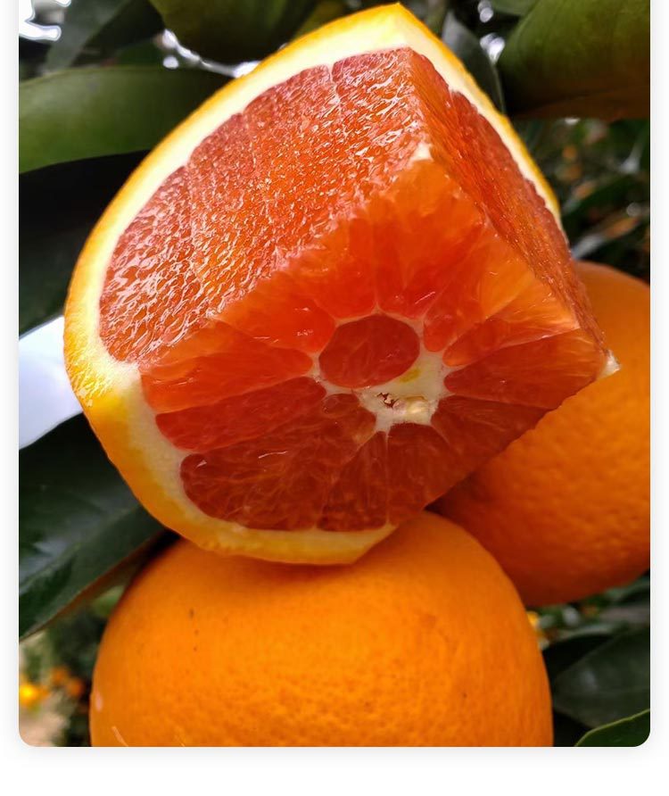 重庆奉节血橙中华红血橙红肉脐橙孕妇儿童现摘应季新鲜水果