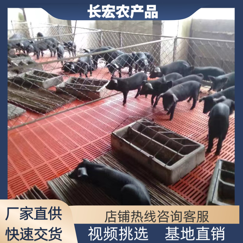 山西陕西三元黑仔猪苗价格江苏三元黑猪苗价格安徽三元黑猪苗价格