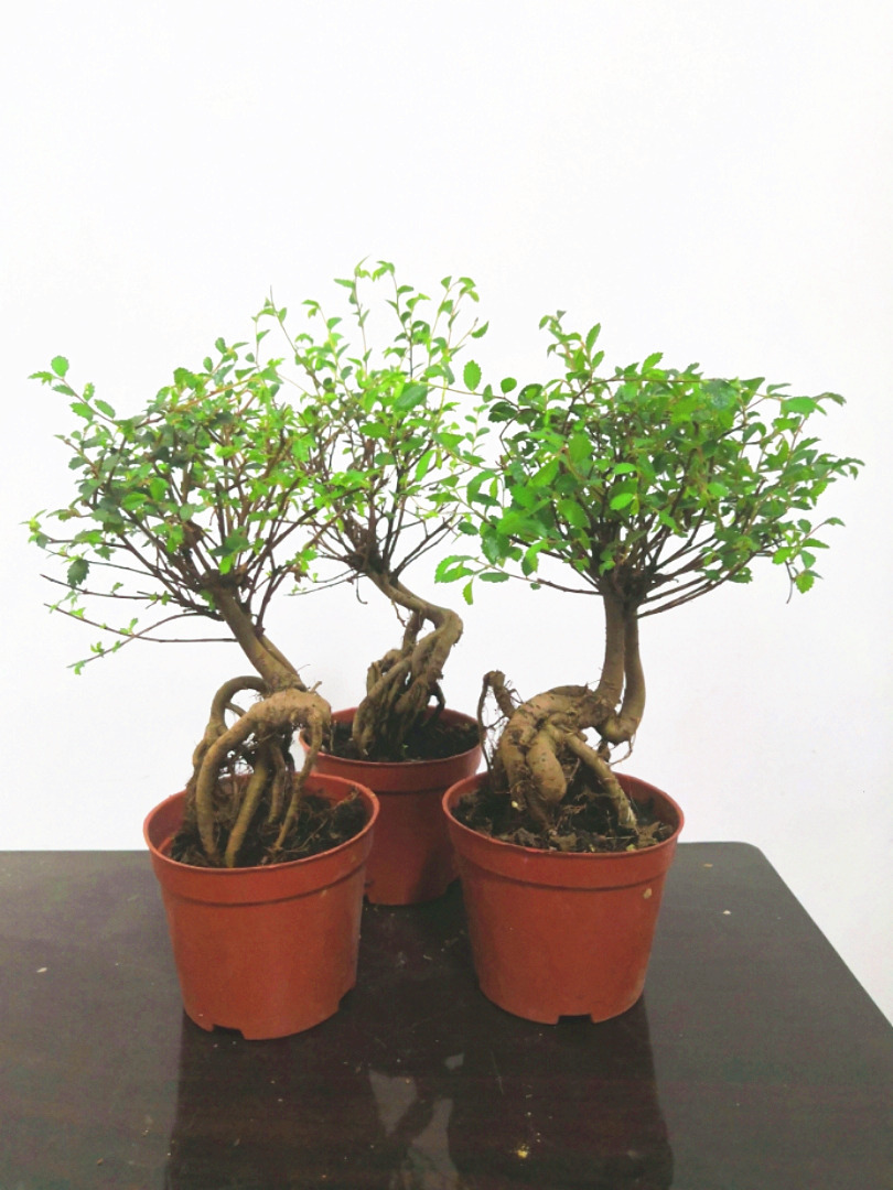 小叶榆树盆景树桩