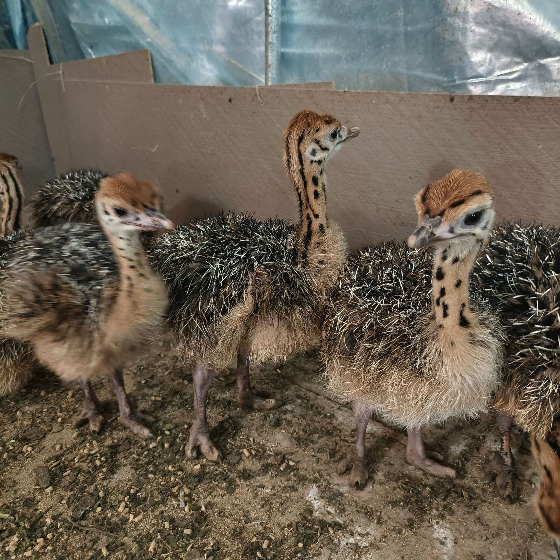 批发非洲鸵鸟活体幼崽成年鸵鸟景区观赏鸵鸟小鸵鸟活体脱温鸵鸟苗