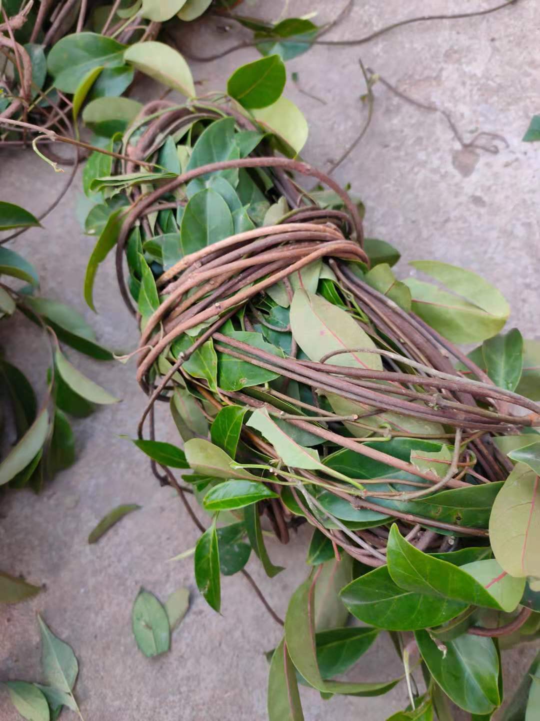 广西十八症 野外红背酸藤 酸叶胶藤石酸藤花皮胶藤 干品