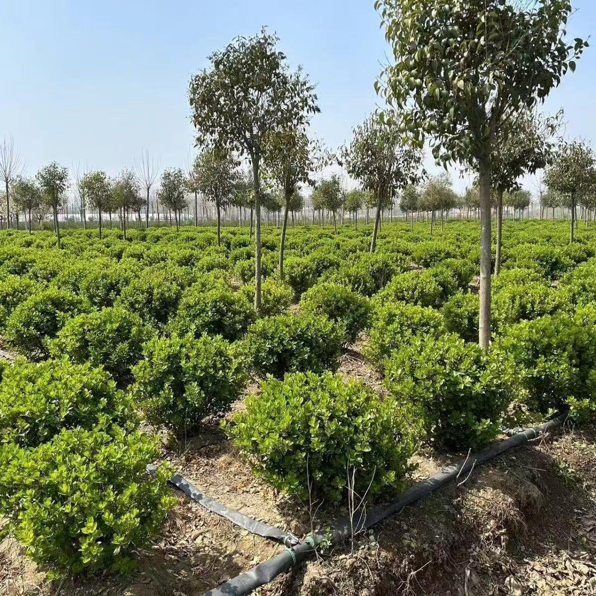 卫矛球卫矛树苗庭院耐寒四季常青工程绿化冬青篱笆墙植物