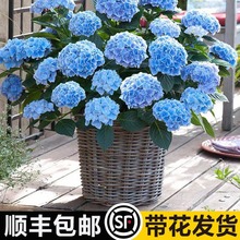 绣球花苗盆栽花卉植物室内花四季开花不断夏大花带花苞易活南北种