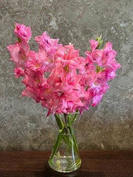 粉色剑兰鲜花云南昆明直发懒人水养水培室内插花花店花束用花