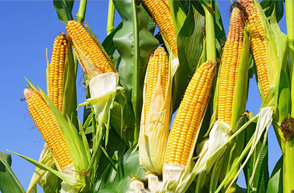 产生厂家 品质保证 可降解玉米纤维 斜纹75d*75d服装布定制