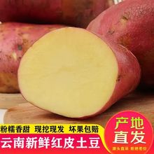 2022年云南新鲜现挖红皮黄心土豆高原农家种植直供纯天然非转基因