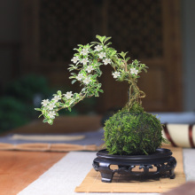 苔玉六月雪造型盆景苔藓球微景观懒人好养水培绿植室内桌面花卉