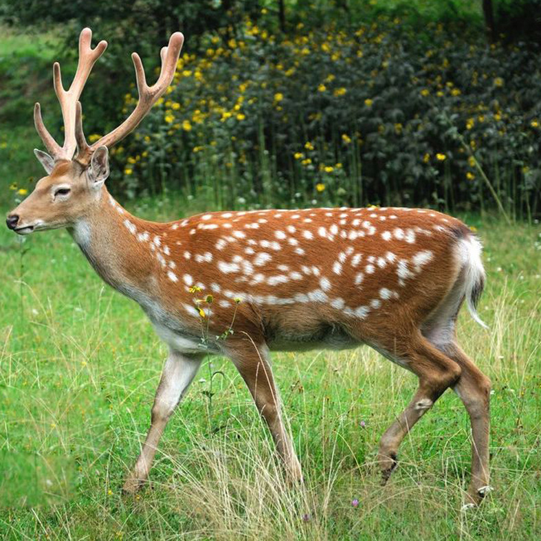 四川省出售梅花鹿幼稚 活体梅花鹿 梅花鹿养殖基地 梅花鹿报价
