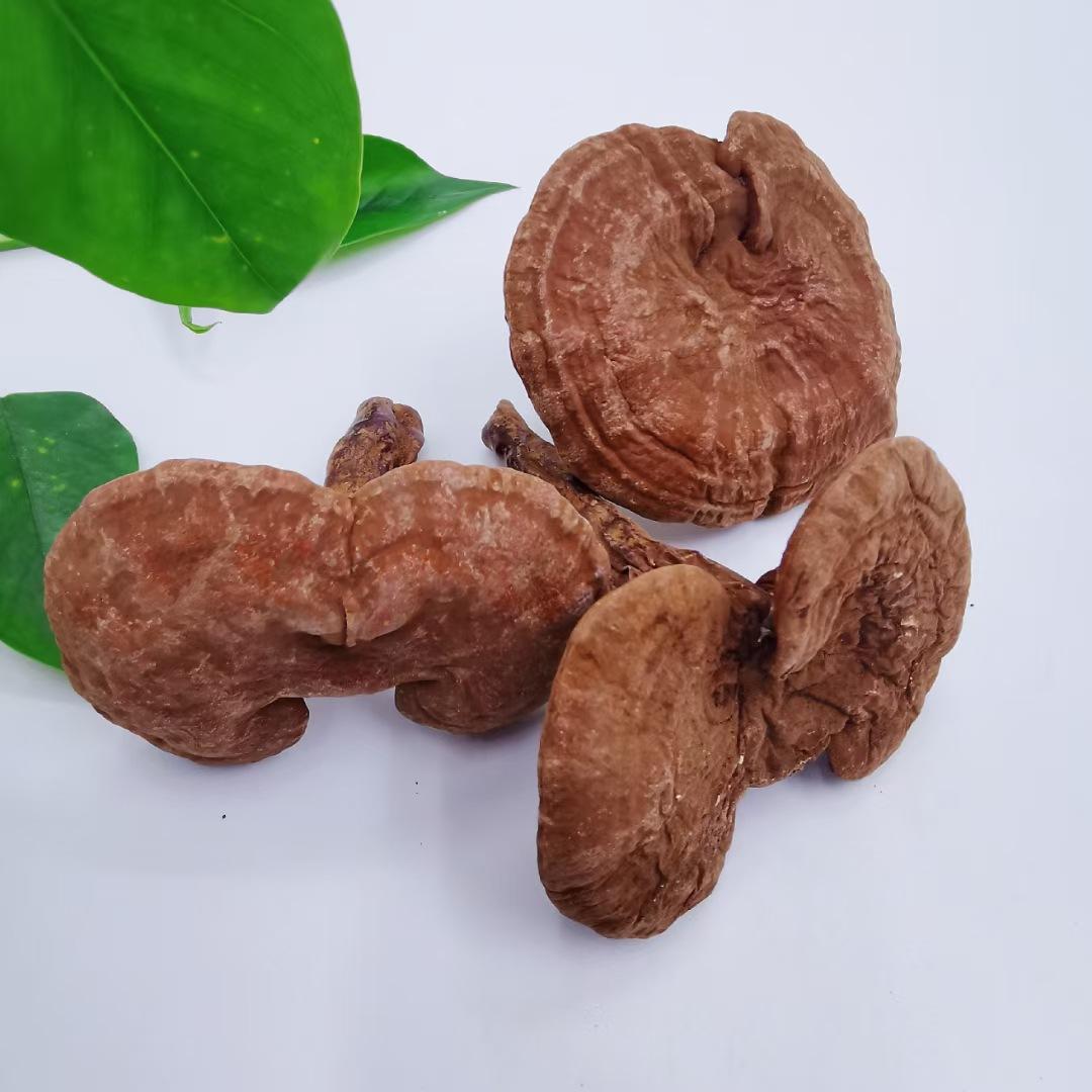 大别山有机椴木赤灵芝子实体灵芝菇子泡酒煮水基地直销