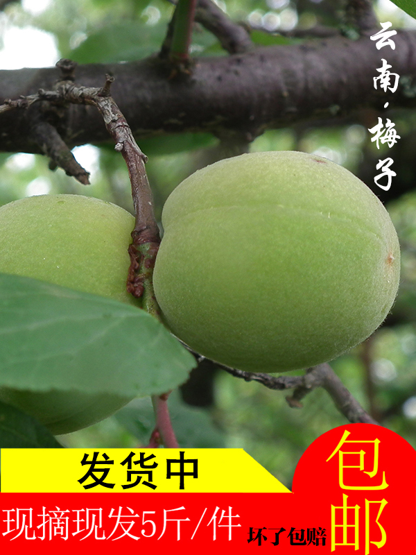ll多顺亿青梅云南梅子照水梅新鲜梅子包邮野生酸梅泡梅子酒梅子露