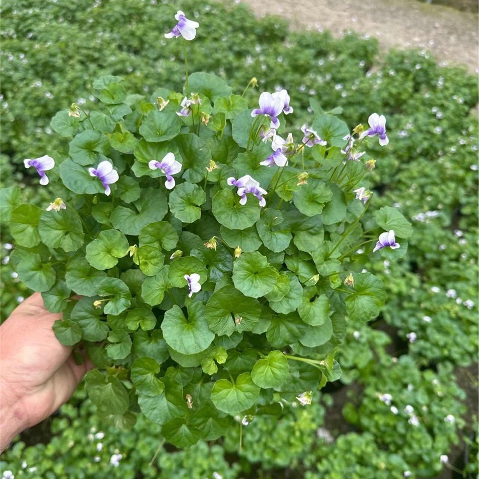 熊猫堇2加仑 肾叶堇菜 花境观赏盆栽 成都园林绿化工程苗木地被