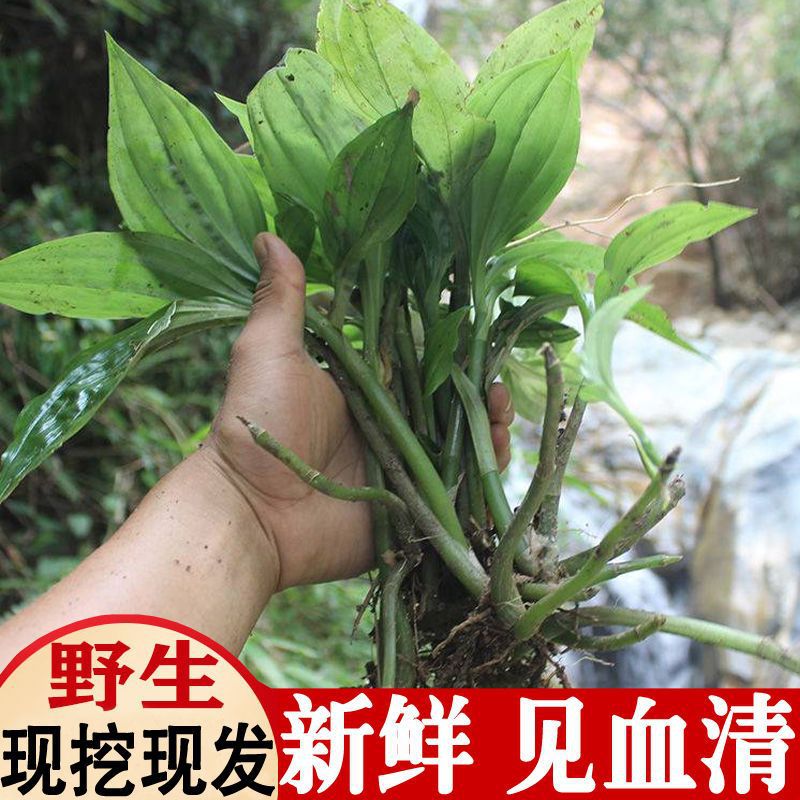 新鲜见血清野生中草药云南贵州四川重庆见血青中药材草药种苗盆栽