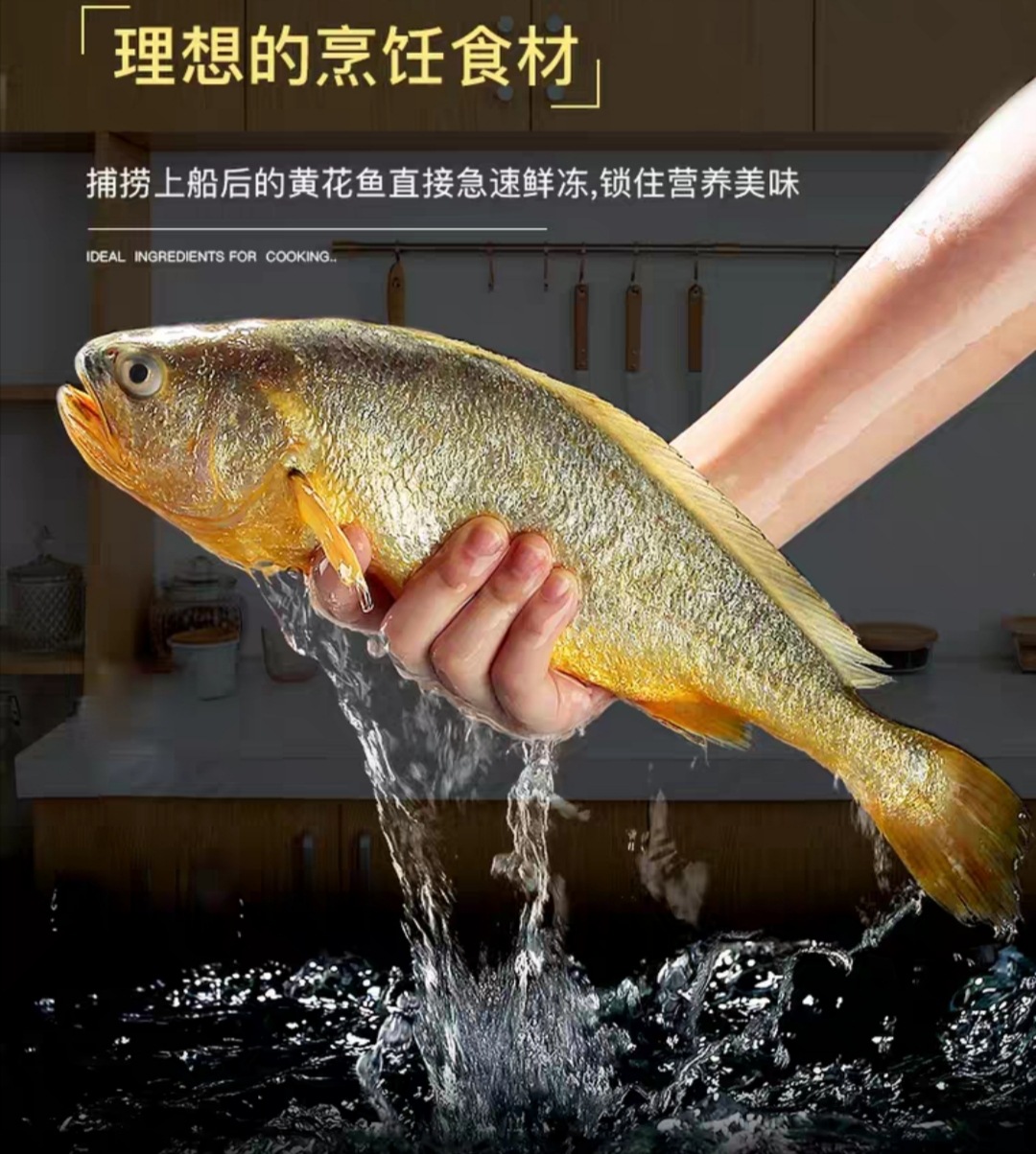 宁德原产地大黄鱼批发 分销 黄花鱼 鲜活速冻锁鲜条冻海鲜黄鱼
