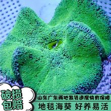 短须绿地毯海葵活体宠物珊瑚软体lps尼莫小丑鱼共生海葵海缸观赏