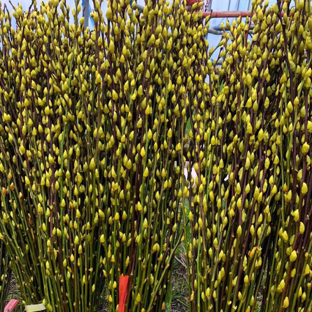 绿色系,蓝色系,紫色系用途花艺装饰产地四川是否进口否品种银柳类型切