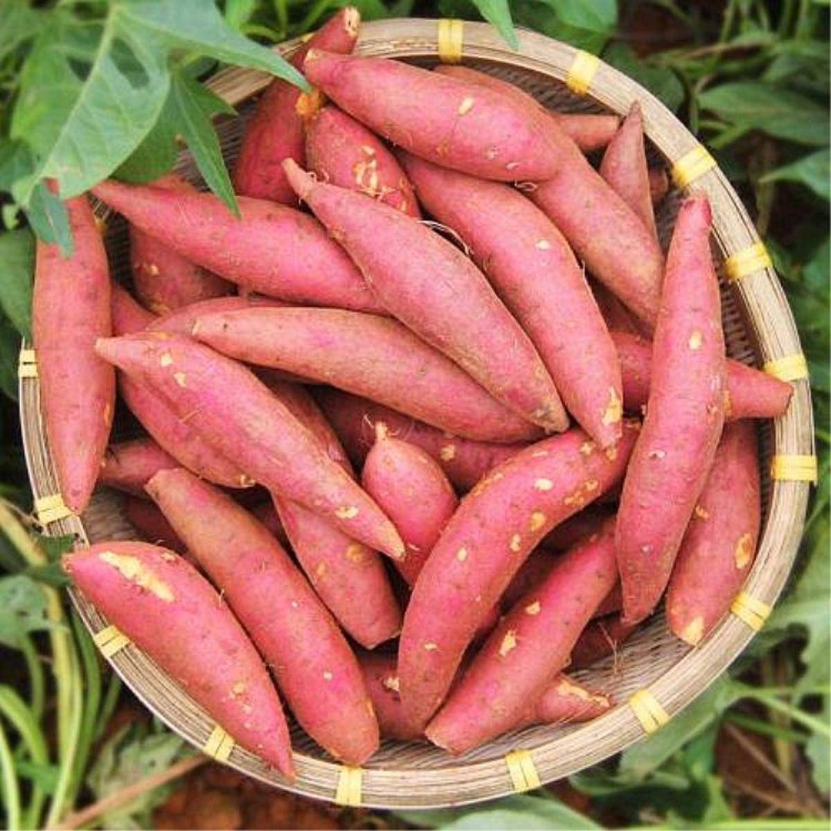 海南桥头富硒地瓜