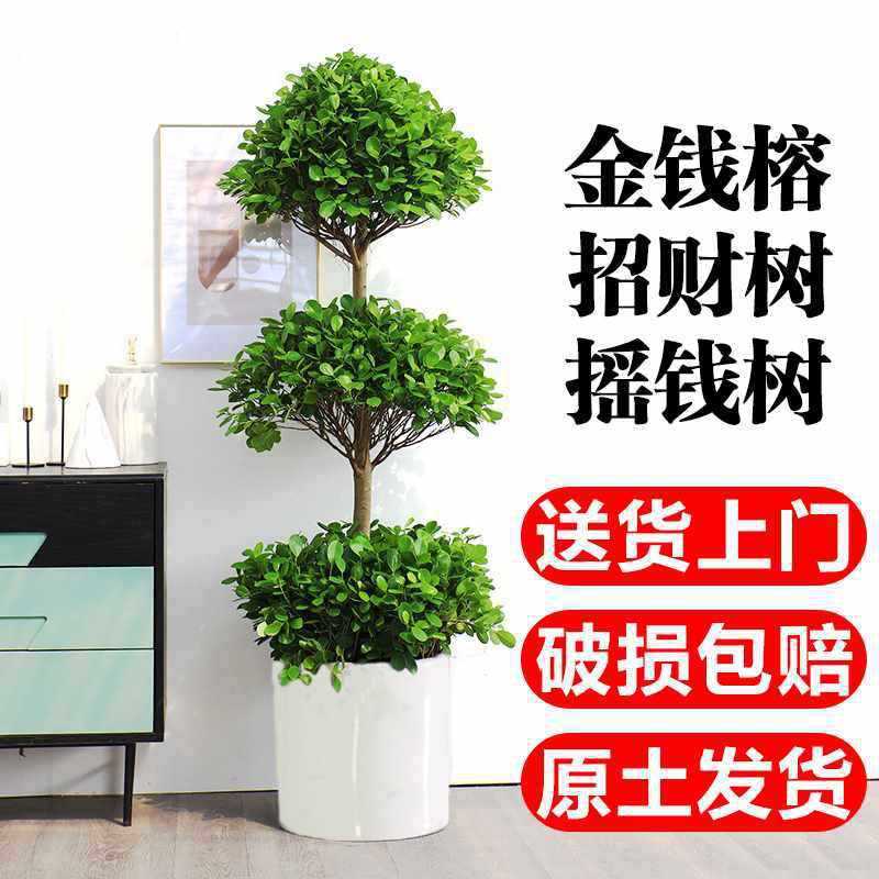 易大型客厅植物盆栽室内办公室四季常青成活榕金钱盆景绿植摇钱树-阿