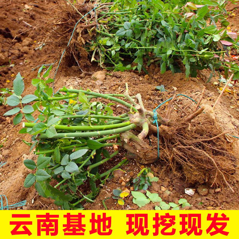 云南昆明玫瑰花苗老桩3颗6颗红玫瑰老根月季花苗四季开花浓香花卉