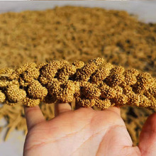 山西黄小米五谷旱地小米5斤农家油小米代理一件代发批发