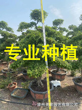 福建漳州榆树桩头批发 榆树桩价格 榔榆供应基地 造型榆树盆景