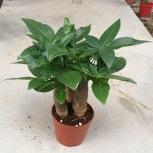 发财树盆栽室内客厅桌面绿植小盆景大发财树苗招财树吸甲醛植物厂
