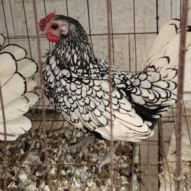 出售波兰鸡婆罗门鸡元宝鸡长尾鸡婆罗门鸡苗观赏鸡种蛋