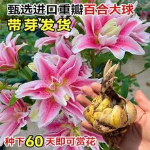 百合种球绿植盆栽香水花卉花苗观花植物室内四季开花好养易活桌面