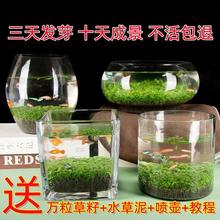 鱼缸玻璃居家花瓶创意生态小盆栽透明水培植物水草四季微景观