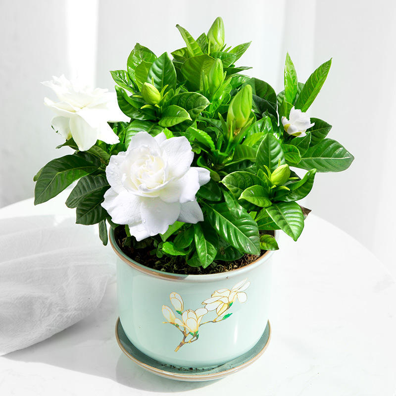 栀子花盆栽带花苞家居四季开花观花植物室内好养的常年开花卉盆栽