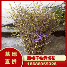 昆明斗南瑾瑜花卉进口澳洲腊梅鲜花花语独立坚毅刚强