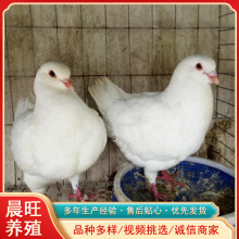 信鸽种鸽子活体活物鸽子活一对公母肉鸽活苗观赏宠物鸟元宝鸽繁殖