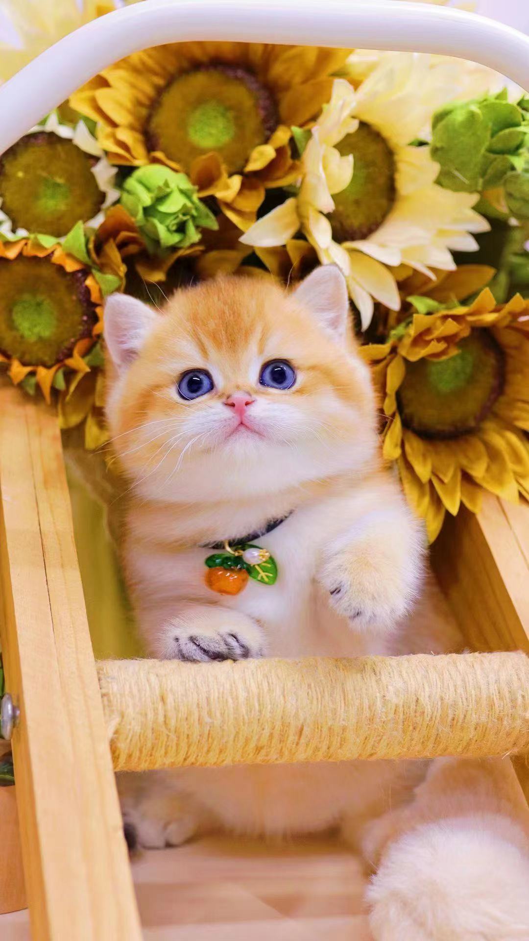 ny12色纯种英短金渐层11色绿眼睛金色小奶猫25色宠物猫小幼崽批发