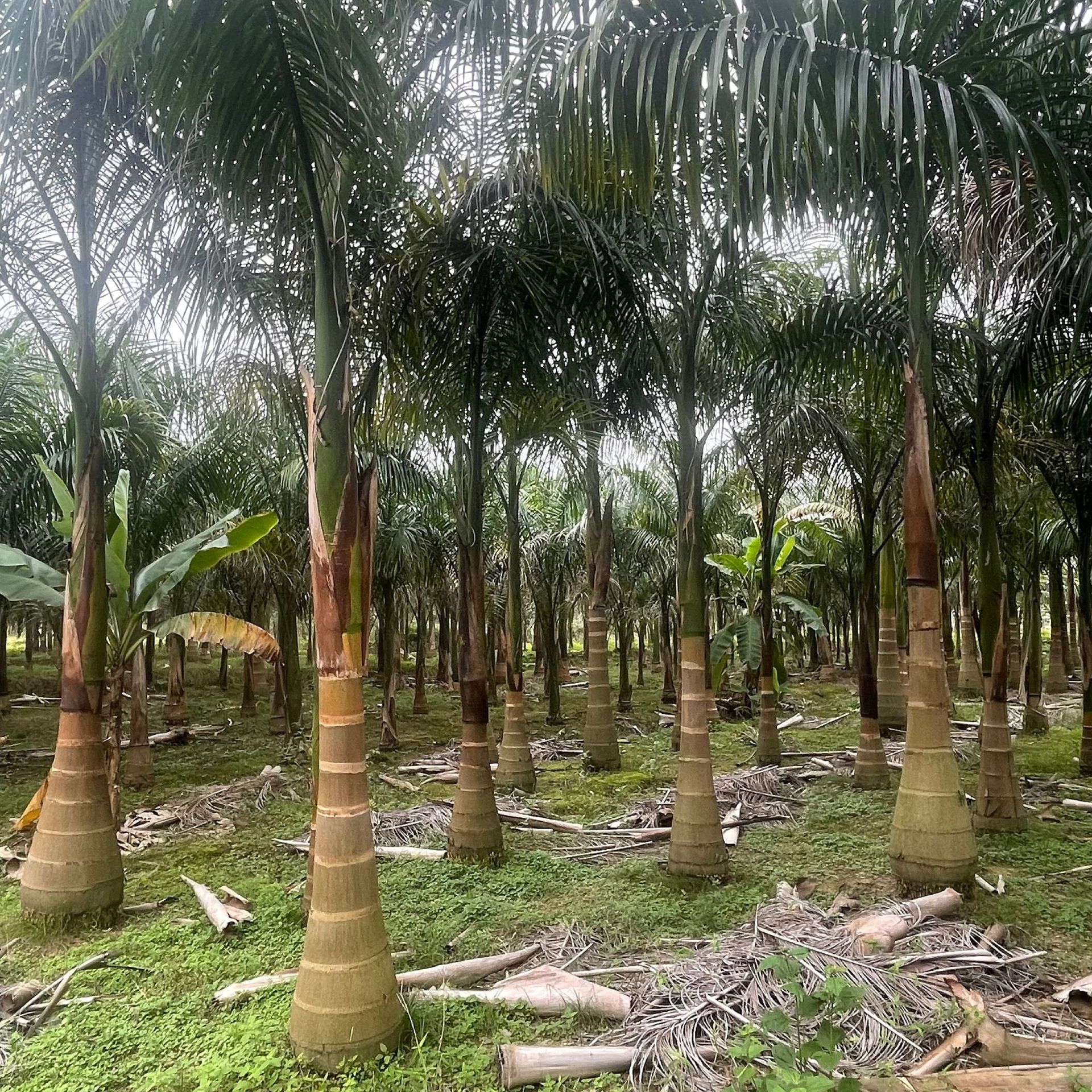 大王椰子福建基地批发 5-12米高规格齐全行道树小区景观树种植